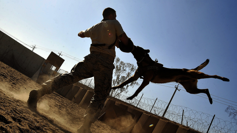 Illustration for article titled 26 Awesome Photos of War Dogs Showing How Badass and Cute They Can Be